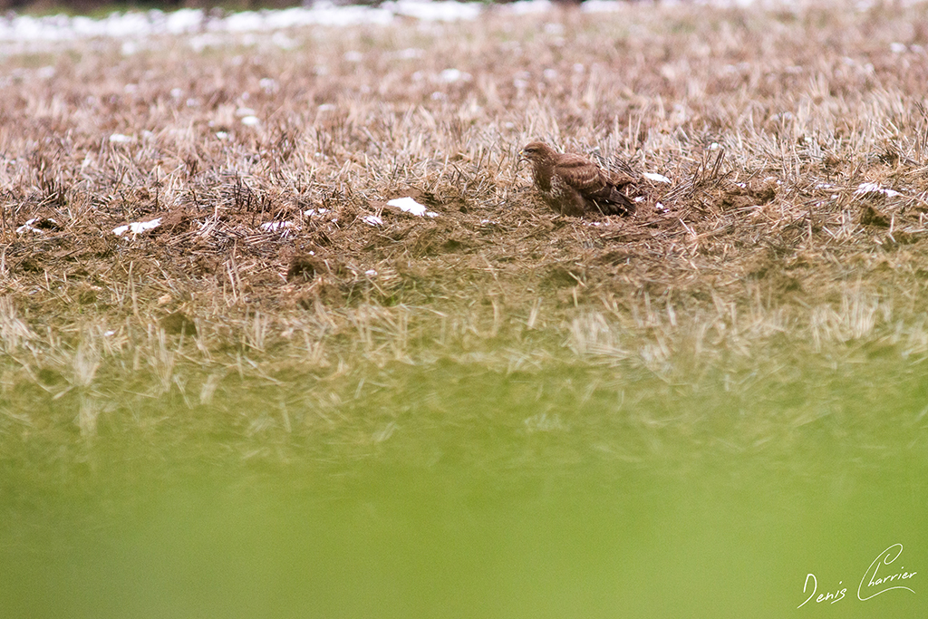 Buse Variable dans un champs